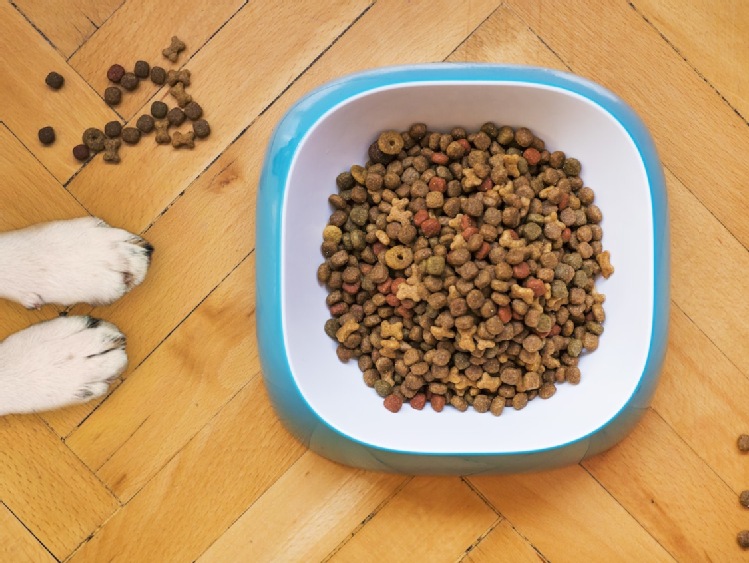 Jak wybrać odpowiednie miski dla psa?